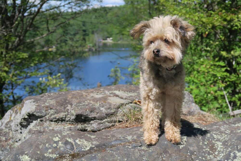 survival dog