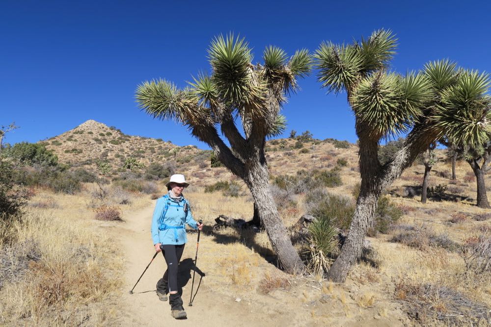 joshua tree03