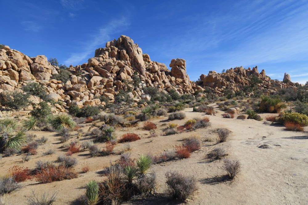 joshua tree20