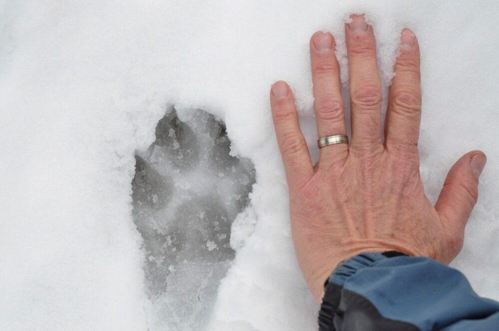 Wolf print