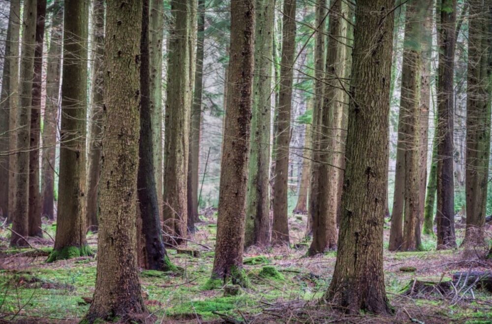 ursack no hang trees